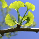 Растение гинкго билоба